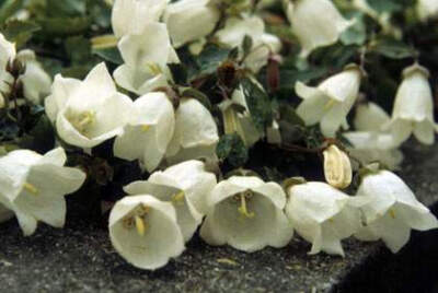 Campanula betulifolia