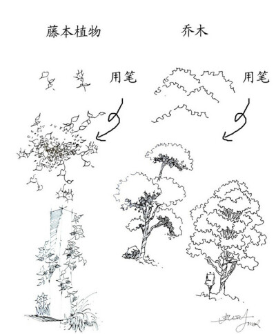 藤本植物、乔木