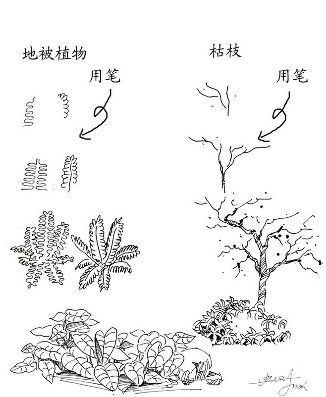 地被植物枯枝