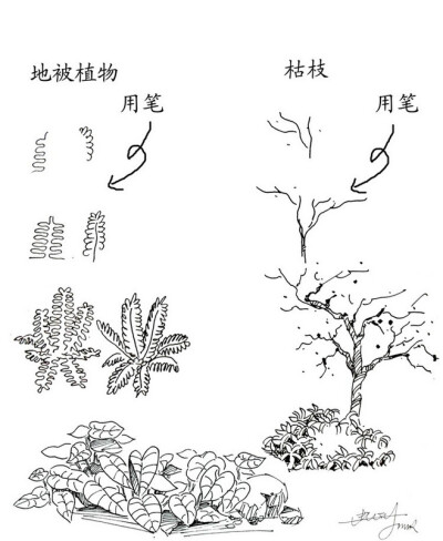 地被植物、枯枝