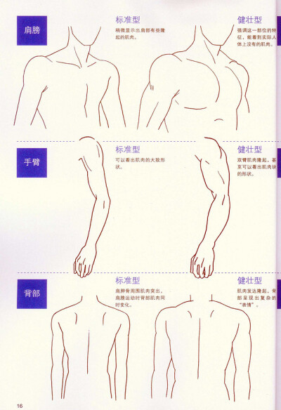 肩膀 手臂 背部