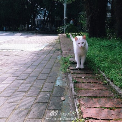 九月，珞珈之约，定不负你韶华！@武汉大学 等你来！（图转）