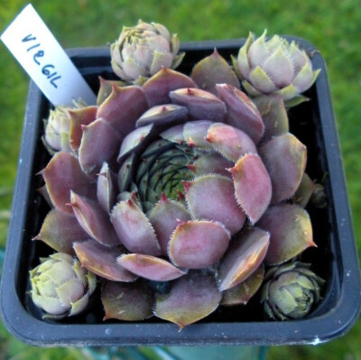 捷克进口 捷克苗圃自产 2公分Sempervivum 长生草 virgil 49