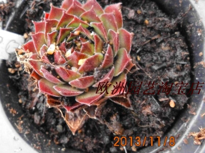 欧洲进口多肉植物 长生草 Pacific red rose 新品 群生！仅有4颗 66