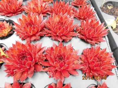 欧洲进口 长生草 Sempervivum hart 小鹿 不带子球 49