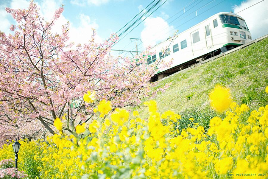 开往春天的列车。-东京小沈洋