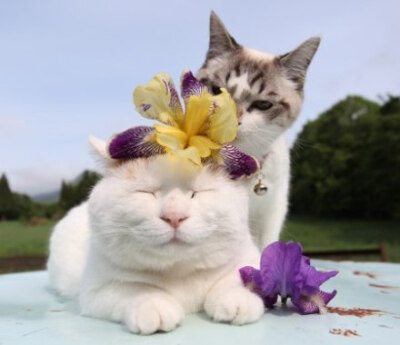 2014.06.09 あやめ&amp;lt;植&amp;gt;溪蓀 鳶尾屬鳶尾科多年生草本 可做庭園綠化和切花 （黑：這位戴花大嬸是打哪兒來的??？ 白：老紙是你叔?。 2014/06/09 05:00 ] ２０１４ 花と?