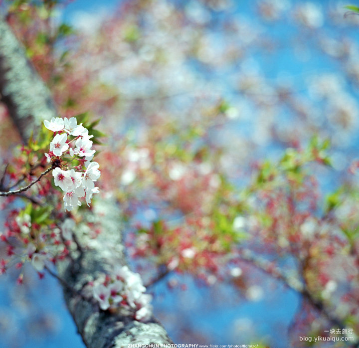 樱花