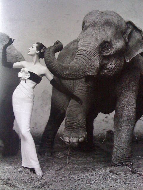 Avedon, Dovima and the elephants (DIOR)