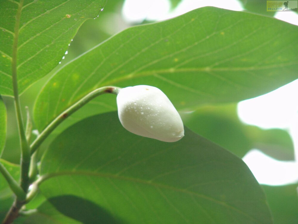 木兰花