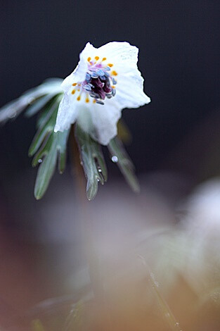 Eranthis pinnatifida 日本菟葵