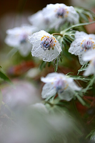 Eranthis pinnatifida 日本菟葵