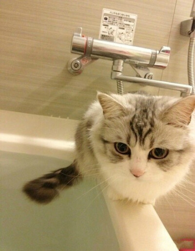 喵咪酱~不要偷看我洗澡啦~