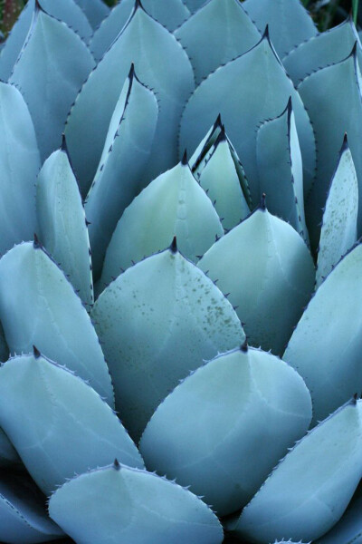 Ice blue succulent
