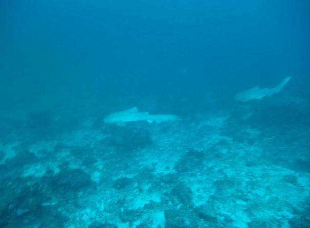 苏林群岛Surin Islands，是安达曼海岛屿，泰国大陆以西55公里，属攀牙府。由北苏林岛、阁占岛（南苏林岛）等5个岛屿组成，面积约33平方公里。为泰国国家公园。岛上有热带雨林、海滩、红树林和珊瑚礁。海滩上有巨蛤、寄居蟹等，有尼科巴鸽子和红树巨蜥等动物。以旅游业为主，有约200名园区工作人员，主要销售纪念品给游客。