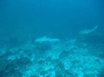 苏林群岛Surin Islands，是安达曼海岛屿，泰国大陆以西55公里，属攀牙府。由北苏林岛、阁占岛（南苏林岛）等5个岛屿组成，面积约33平方公里。为泰国国家公园。岛上有热带雨林、海滩、红树林和珊瑚礁。海滩上有巨蛤、…