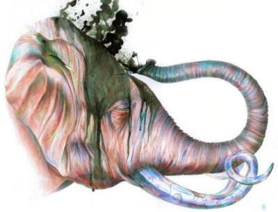 Brandon Keehner的创意水彩动物插画，赋予动物绚丽的色彩！