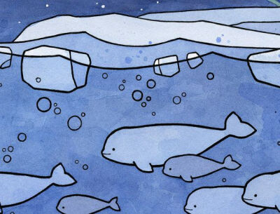 Belugas by studiotuesday