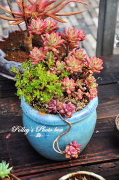 神魂颠倒如梦如幻的*景天韵*游记_多浆