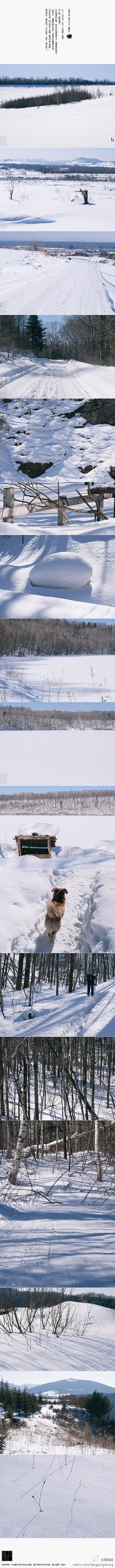 #黑土之上/雪国#东北的雪，从十一月下到来年的清明。小编在雪地里呆了将近三个小时，在离公司不到两公里的小村庄中华村，拍摄了一组雪景给大家，没见过雪的朋友可以一饱眼福啦！看大图请点击这里：http://t.cn/8FB2qPk