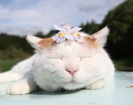 2014.06.16 しゃが〈植〉蝴蝶花（你看那边有一只肥肥的大白叔，我轻轻地走过去，想要摸一摸，为什么叔叔不害怕，为什么叔叔不害怕，哟，原来他是睡着啦）[ 2014/06/16 14:00 ] ２０１４ 花と・