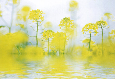 现代简约植物花卉客厅卧室背景墙壁画图片-阳光无限