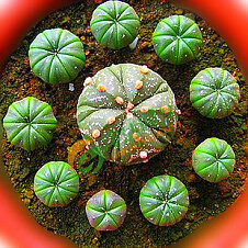 小星球兜 仙人球 多肉植物防辐射防静电约1.5 2.5cm 注意规格现货