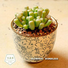 【如意郎君的海选聚会】失语者 创意多肉 Fenestraria aurantiaca