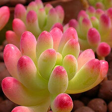 防辐射植物 虹之玉 耳坠草 玉米粒 室内盆栽迷你植物 净化空气