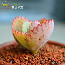 美时多肉植物 不死鸟 蕾丝公主 多肉防辐射迷你盆栽植物 限时特价