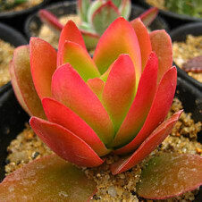 仙人多肉植物 火祭 秋火莲 办公室内桌面迷你小盆栽 景天科绿植