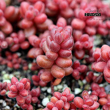 珊瑚珠 Sedum stahlii
