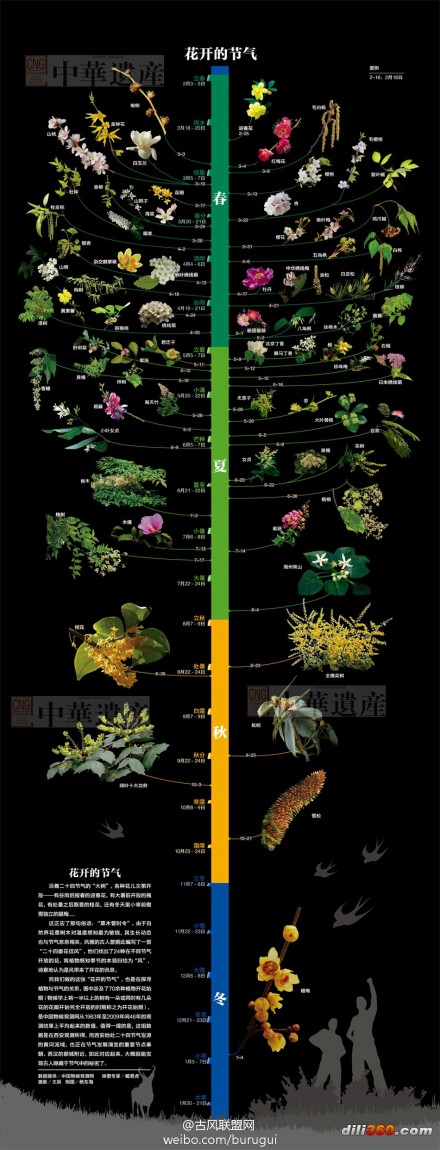 勿忘花期，勿忘花。