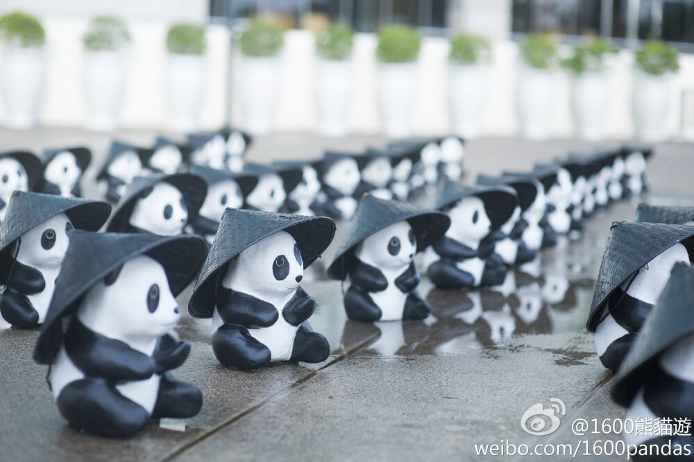 【香港6·19】熊貓大軍今天到了香港會展! ps：下雨吗？都带了了斗笠哈哈。