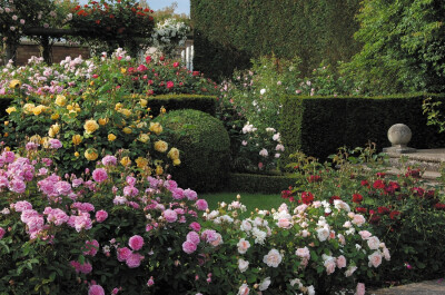 David Austin English Rose Gardens