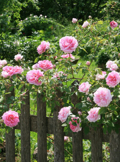 this English Rose Gardens Qkggevrk picture is in Category