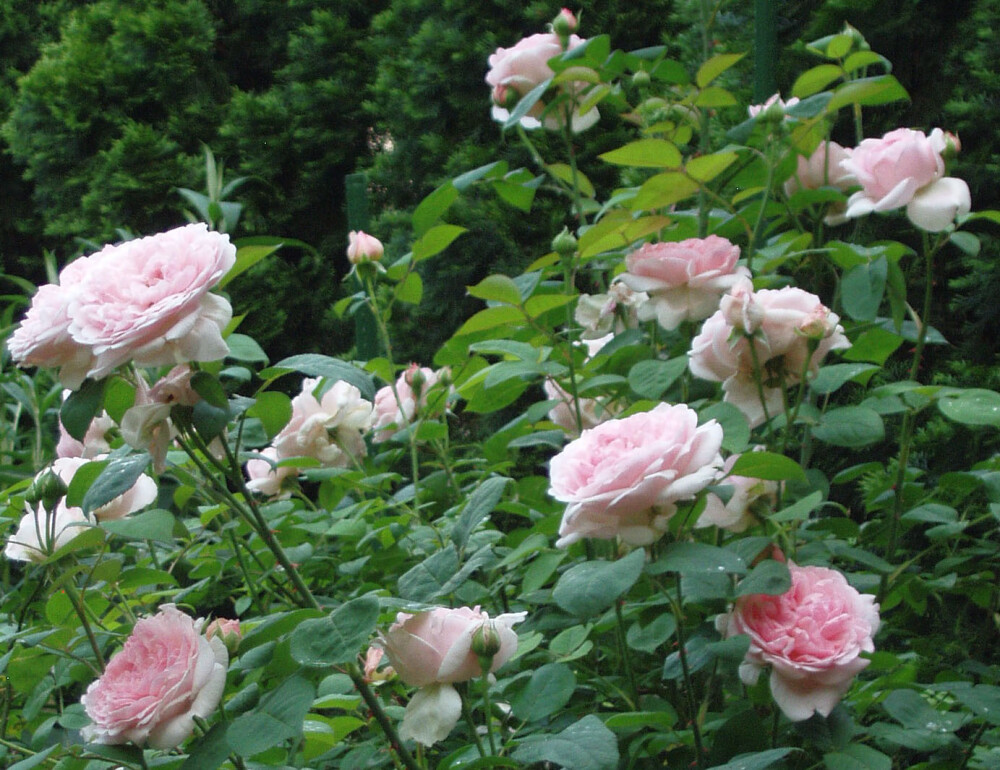 English Rose Gardens Mddbejz