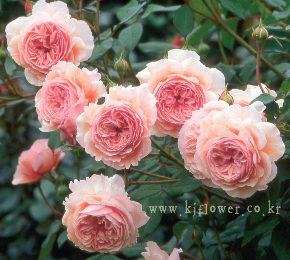 A Shropshire Lad