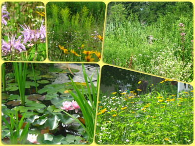 The meadow is in its messy summer time with Monarda fistulosa, helianthus, Joe Pye, rudbeckia and goldenrod.  The pond continues to be overcome with the water lily, but the frogs love it even though i…