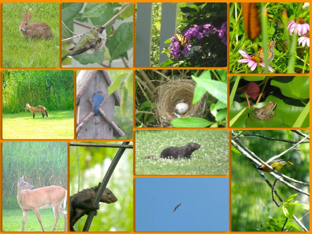 Here are the delightful July visitors:  rabbits, hummers, swallowtails, the one and only monarch, fox, bluebirds at the new house with their second brood, remnants of the chipping sparrow’s second brood, new young frogs, young buck, black squirrel (love his expression)