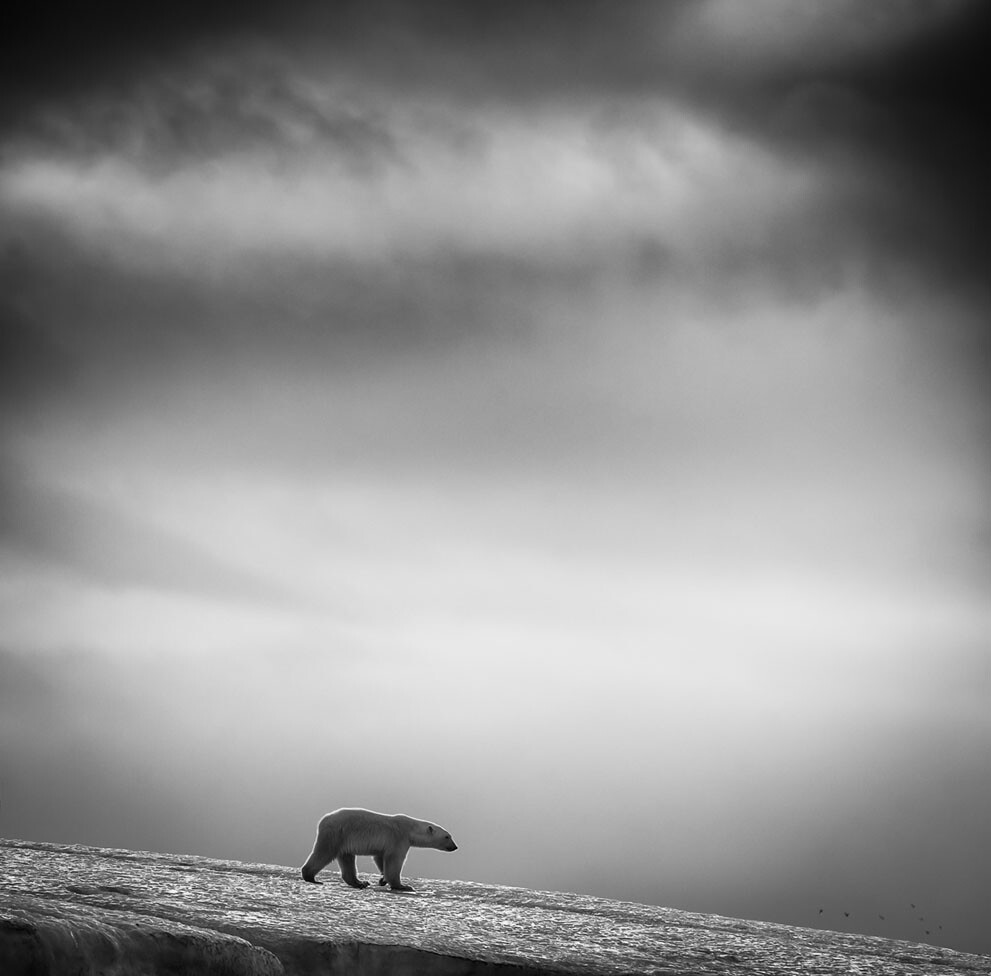 摄于挪威 Svalbard © Wilfred Berthelsen