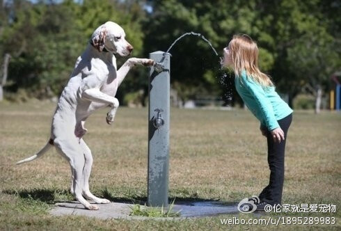 【温馨：小主人饮水爱犬帮按水龙头开关】这绝对不是PS过的图片！图片拍摄于澳洲布里斯本公园。这只英国指示猎犬名叫“杰克”，它的小主人名叫萝伦罗薇。当他们一起在公园玩到口渴时，杰克竟然帮她扳下水龙头的开关，让小主人方便喝水，互动非常和谐又可爱。