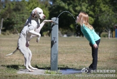 【温馨：小主人饮水爱犬帮按水龙头开关】这绝对不是PS过的图片！图片拍摄于澳洲布里斯本公园。这只英国指示猎犬名叫“杰克”，它的小主人名叫萝伦罗薇。当他们一起在公园玩到口渴时，杰克竟然帮她扳下水龙头的开关，…