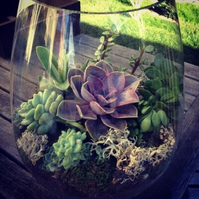 Inspiration for the desktop terrariums that my bf and I want to make for our offices.