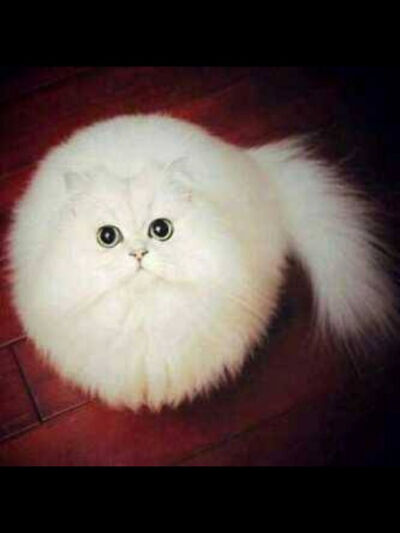 White furry ball of a cat!