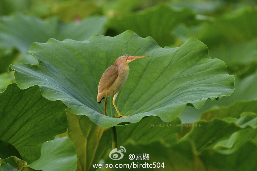 荷时，站在喇叭口听音乐的小生灵