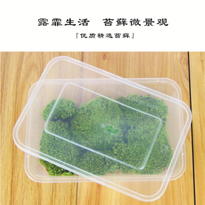 优质精选苔藓，微景观必备品，手工DIY