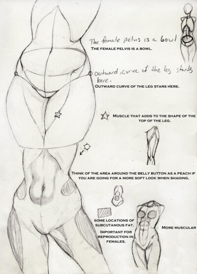 Skecchi Anatomy Tips...