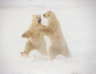 极地之舞、摄影、地球日、北极熊、动物