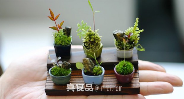 [imior.com]最萌婚禮布置品：超小型盆景樹！ 更多:http://www.imior.com/goods/show?gid=4344